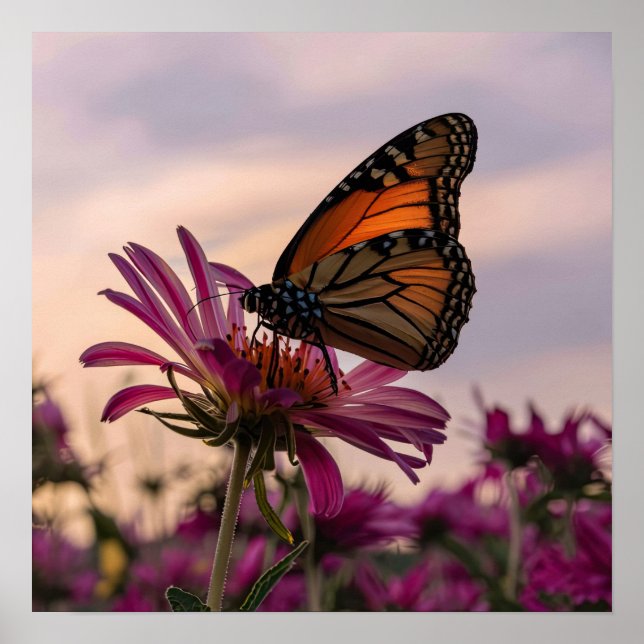 Monarch Butterfly auf Blume Poster (Vorne)