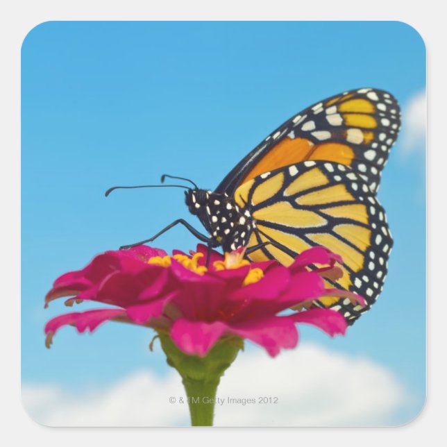 Monarch Butterfly auf Blume Quadratischer Aufkleber (Vorderseite)