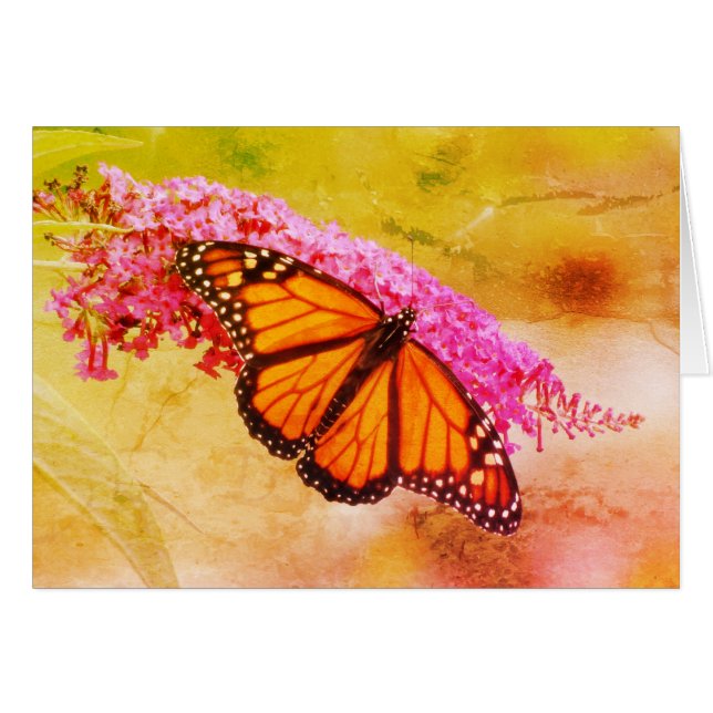 Monarch Butterfly auf Buddleia (Vorderseite (Horizontal))