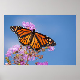Monarch Butterfly auf Crape Myrtle Poster