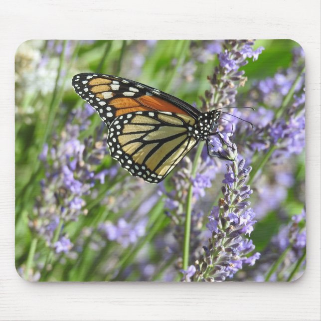Monarch Butterfly auf den Lavendel-Blume Mousepad (Vorne)