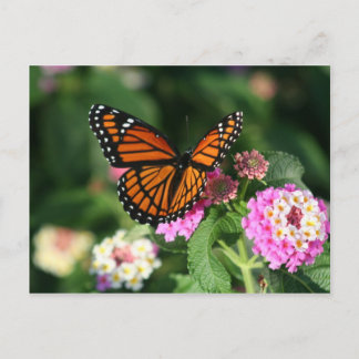 Monarch Butterfly auf der Blume Lantana Postkarte