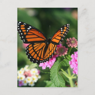 Monarch Butterfly auf der Blume Lantana Postkarte