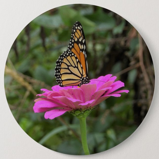 Monarch Butterfly auf der Hübschen rosa Zinnia-Blu Button (Vorderseite)