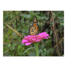 Monarch Butterfly auf der Hübschen rosa Zinnia-Blu