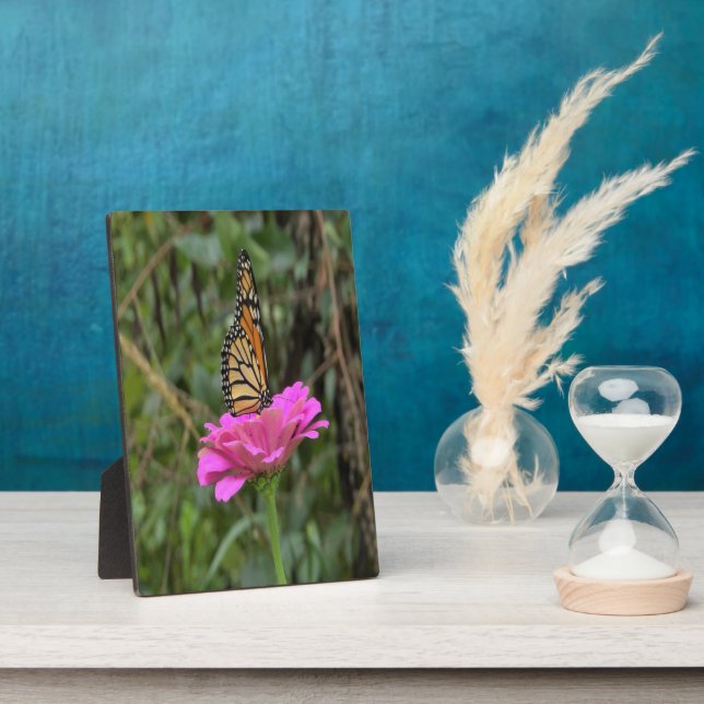 Monarch Butterfly auf der Hübschen rosa Zinnia-Blu Fotoplatte (Seite)