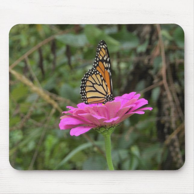Monarch Butterfly auf der Hübschen rosa Zinnia-Blu Mousepad (Vorne)