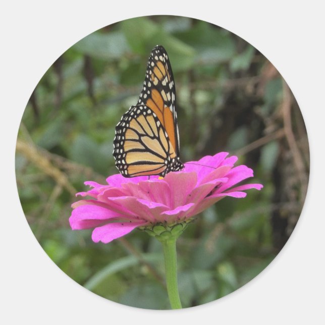Monarch Butterfly auf der Hübschen rosa Zinnia-Blu Runder Aufkleber (Vorderseite)