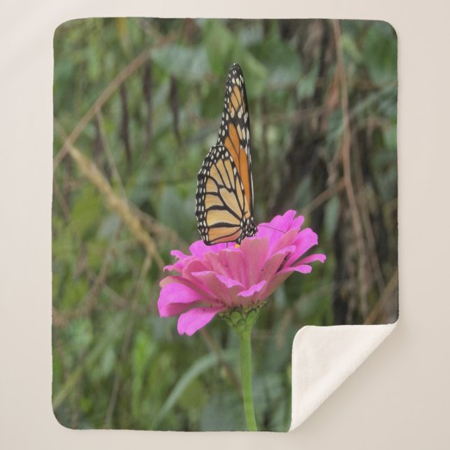 Monarch Butterfly auf der Hübschen rosa Zinnia-Blu Sherpadecke (Vorderseite)