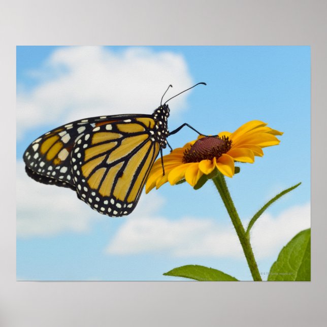 Monarch Butterfly auf der Mit Augen schwarzen Susa Poster (Vorne)