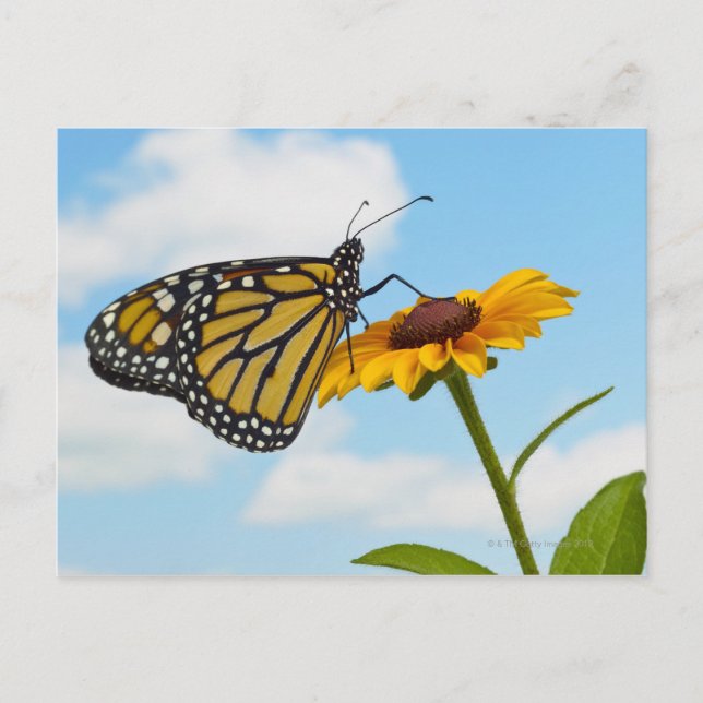 Monarch Butterfly auf der Mit Augen schwarzen Susa Postkarte (Vorderseite)