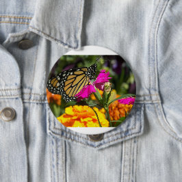 Monarch Butterfly auf der Pink-Marigold-Blume Button