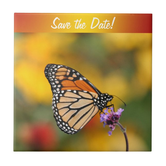 Monarch Butterfly auf der Suche nach Pollen Fliese (Vorderseite)