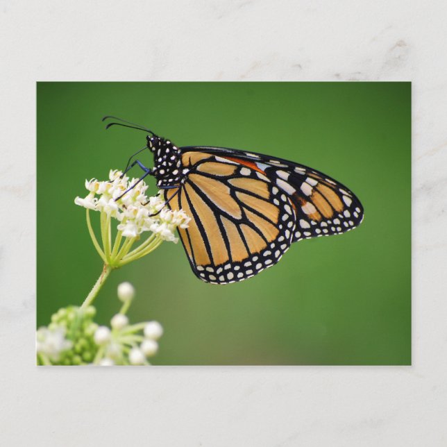Monarch Butterfly auf der Weißen Sumpfmilch-Blume Postkarte (Vorderseite)