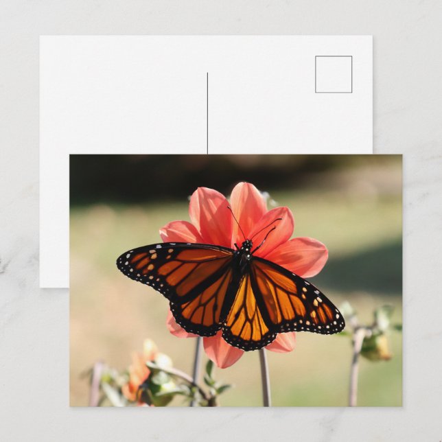 Monarch Butterfly auf einem Dahlia Blank Postkarte (Vorne/Hinten)