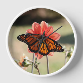Monarch Butterfly auf einem Dahlia Uhr