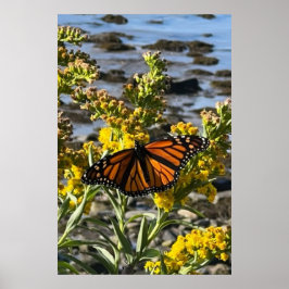 Monarch Butterfly auf einer Blume durch die Wasser Poster