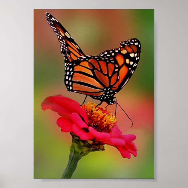 Monarch Butterfly auf hellrosa Zinnia Poster (Vorne)