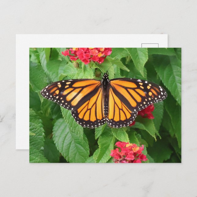 Monarch Butterfly auf Lantana Blank Postkarte (Vorne/Hinten)