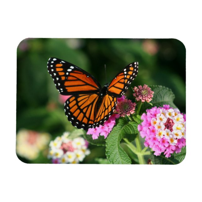 Monarch Butterfly auf Lantana-Blume.Magnet Magnet (Horizontal)