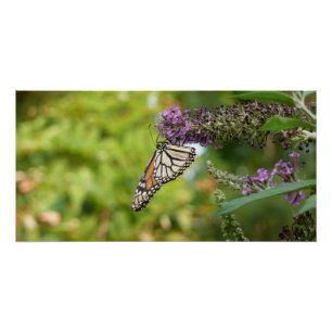 Monarch Butterfly auf Lila Schmetterling Bush Poster