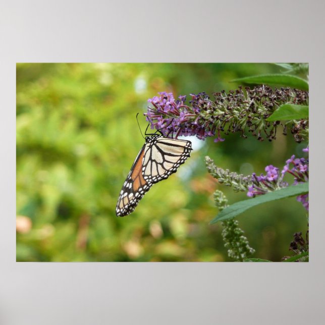 Monarch Butterfly auf Lila Schmetterling Bush Poster (Vorne)