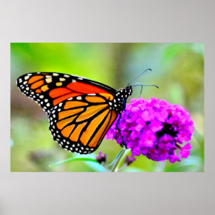 Monarch Butterfly auf Nektar-Foto-Plakat Poster