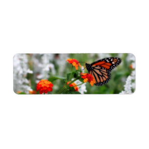 Monarch Butterfly auf Orange und Red Lantana