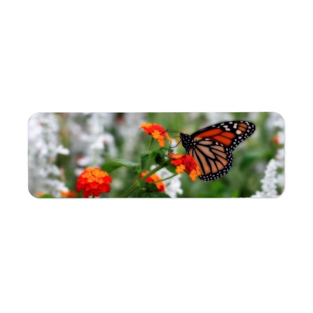 Monarch Butterfly auf Orange und Red Lantana (Vorne)