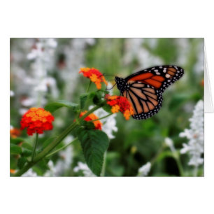 Monarch Butterfly auf Orange und Red Lantana