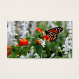 Monarch Butterfly auf Orange und Red Lantana
