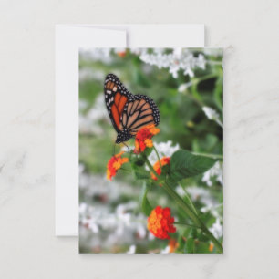 Monarch Butterfly auf Orange und Red Lantana