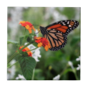 Monarch Butterfly auf Orange und Red Lantana Fliese