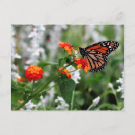 Monarch Butterfly auf Orange und Red Lantana Postkarte
