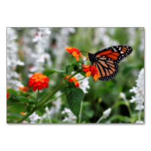 Monarch Butterfly auf Orange und Red Lantana Tischnummer