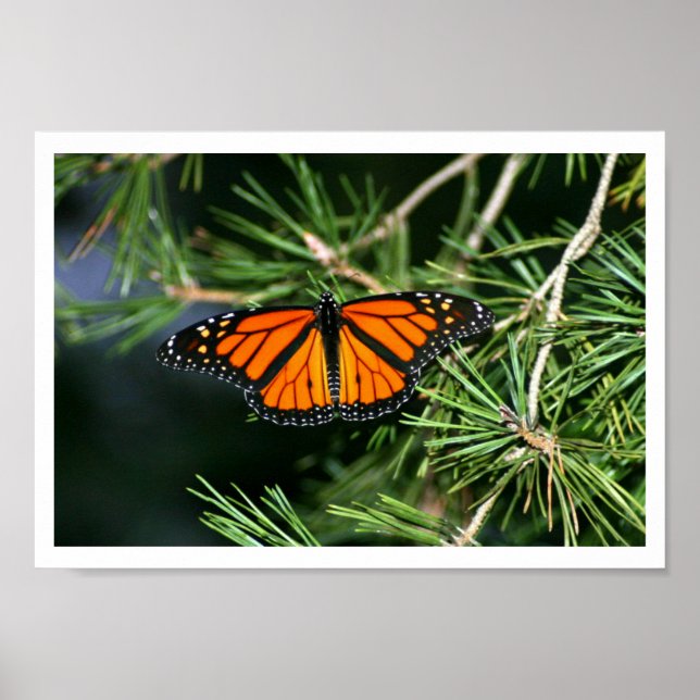 Monarch Butterfly auf Pinien Poster (Vorne)