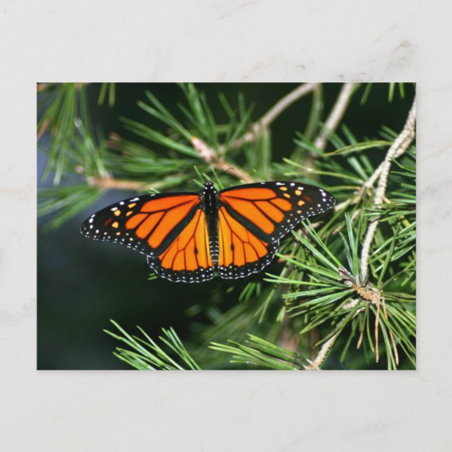 Monarch Butterfly auf Pinien Postkarte (Vorderseite)