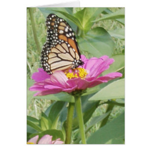 Monarch Butterfly auf Pink Zinnia