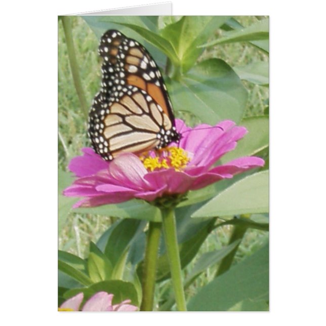 Monarch Butterfly auf Pink Zinnia (Vorne)