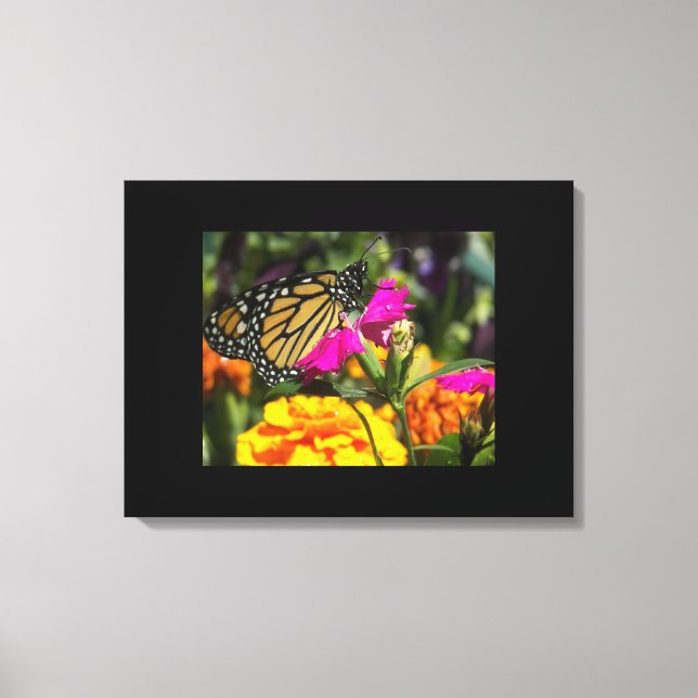 Monarch Butterfly auf Rosa Leinwanddruck (Vorderseite)