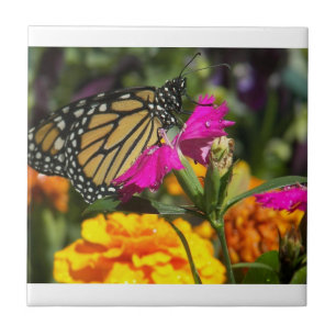 Monarch Butterfly auf rosa Marigold Fliese