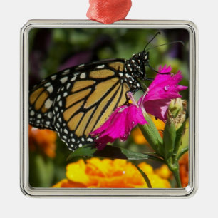 Monarch Butterfly auf rosa Marigold-Quadrat-Orname Ornament Aus Metall