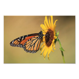 Monarch Butterfly auf Sonnenblume Fotodruck
