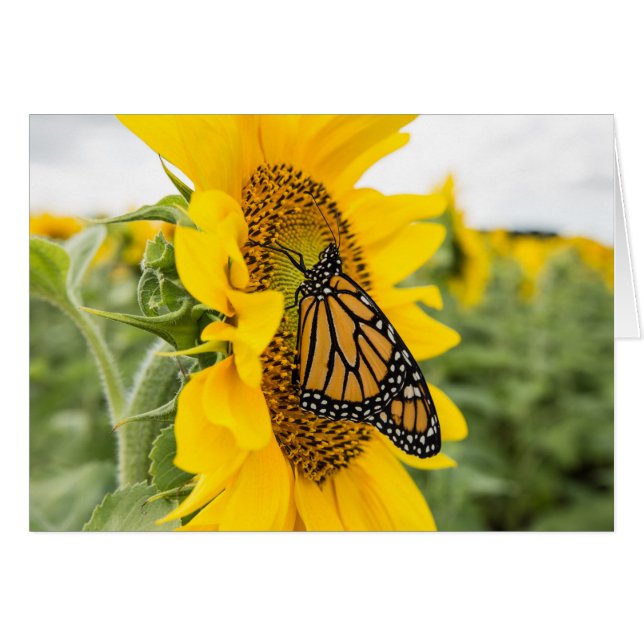 Monarch Butterfly auf Sonnenblumen Notecard (Vorderseite (Horizontal))