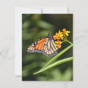 Monarch Butterfly auf tropischen Milkweed-Blume Postkarte