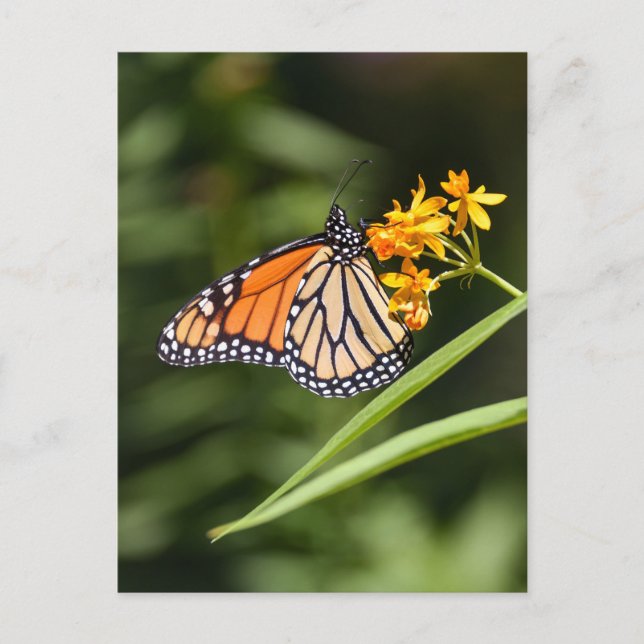 Monarch Butterfly auf tropischen Milkweed-Blume Postkarte (Vorderseite)