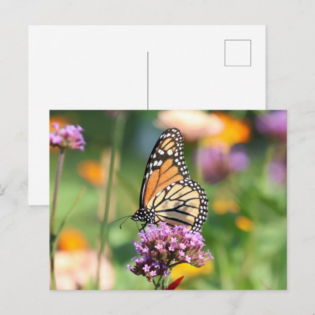 Monarch Butterfly auf Verbena Blank Postkarte (Vorne/Hinten)