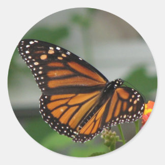 Monarch Butterfly-Aufkleber Runder Aufkleber
