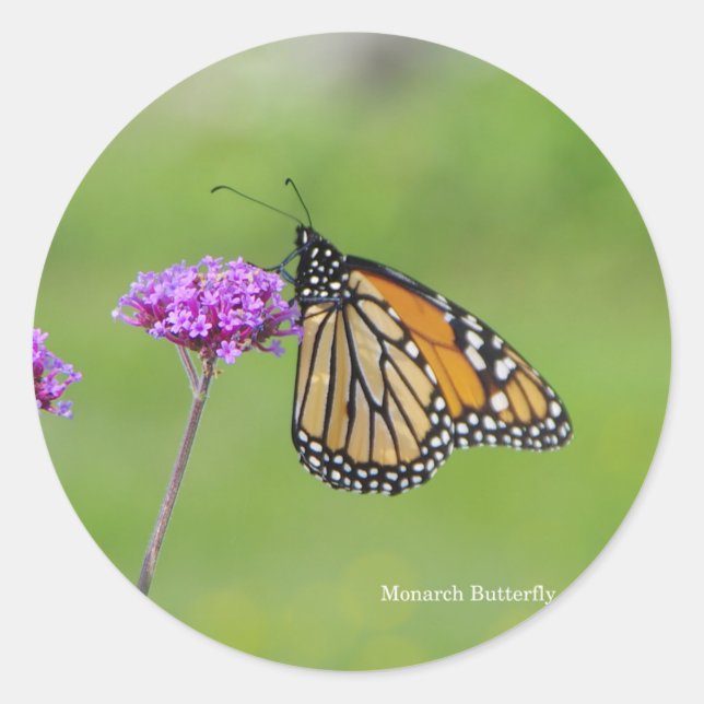 Monarch Butterfly-Aufkleber Runder Aufkleber (Vorderseite)