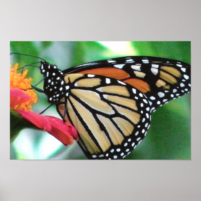 Monarch Butterfly-Bild Poster (Vorne)
